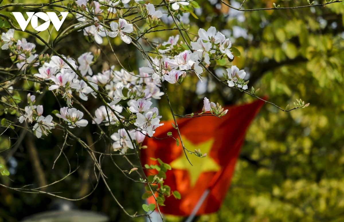 stunning ban flowers appear in full bloom in dien bien picture 2