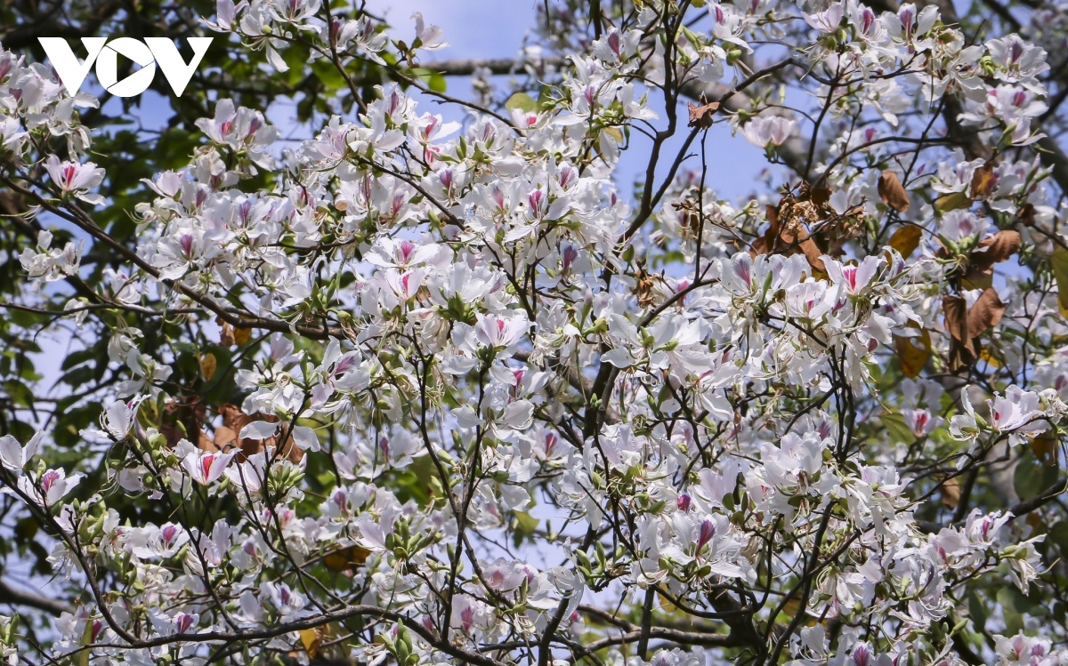 stunning ban flowers appear in full bloom in dien bien picture 3