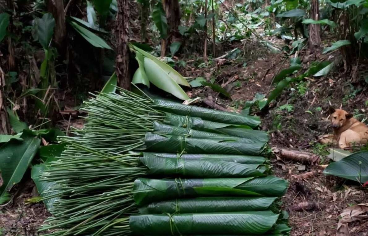 Bắc Kạn: Nông dân có nguồn thu không nhỏ từ cây lá dong