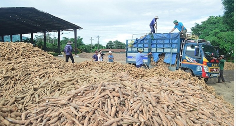 cassava exports enjoy growth in january picture 1