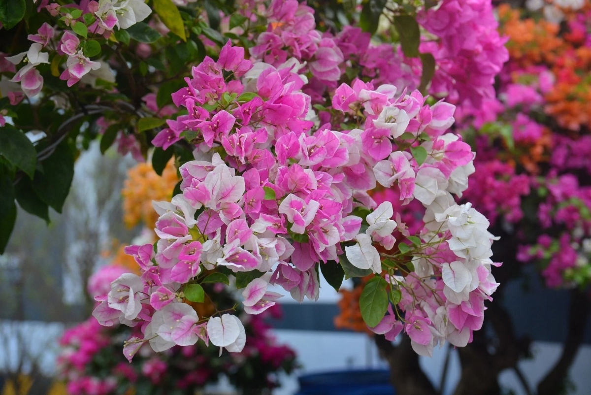 bougainvillea flowers hit streets around ho chi minh city picture 1