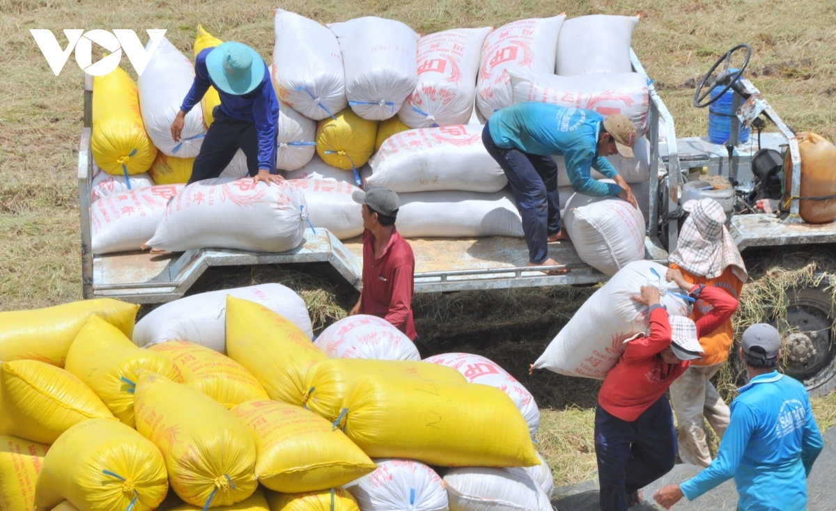vietnamese rice export price rebounds after tet picture 1