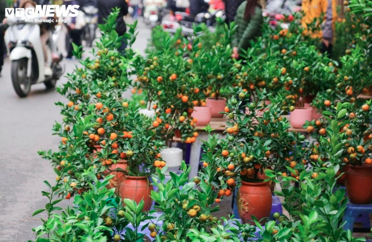 hang luoc traditional flower market bustling as tet draws near picture 4
