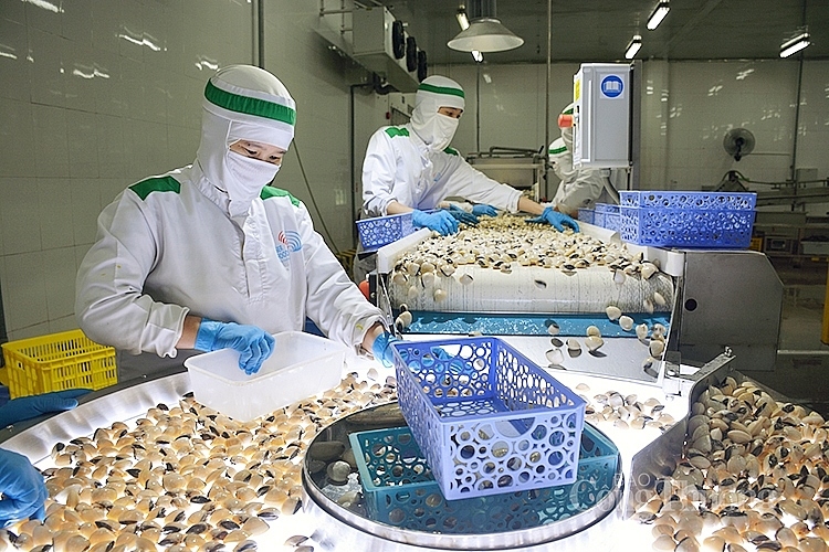 vietnamese clam exports gross nearly us 79 million picture 1