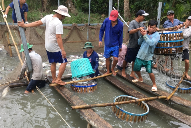 Ngư dân Tiền Giang phấn khởi thu hoạch cá tra vì giá cao sau Tết