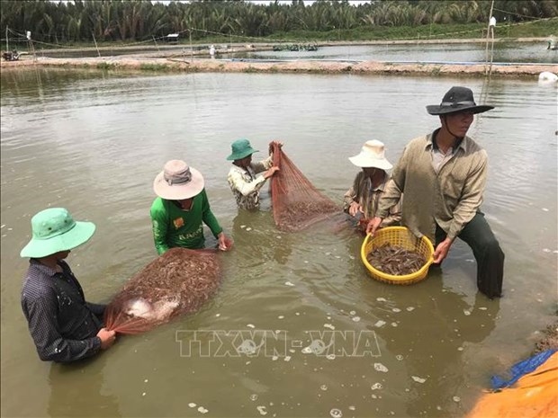 conference seeks measures for shrimp sector s sustainable development picture 1