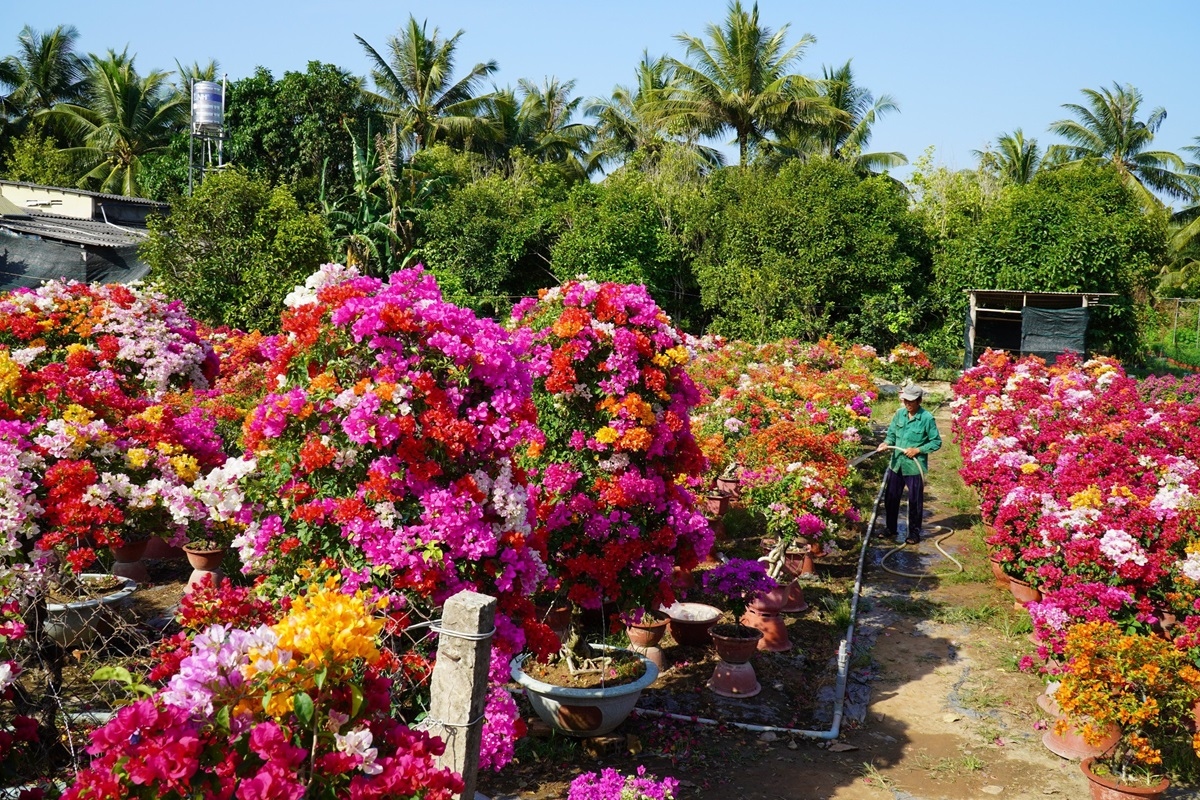 Hàng triệu sản phẩm hoa kiểng tại Chợ Lách, Bến Tre chờ người mua