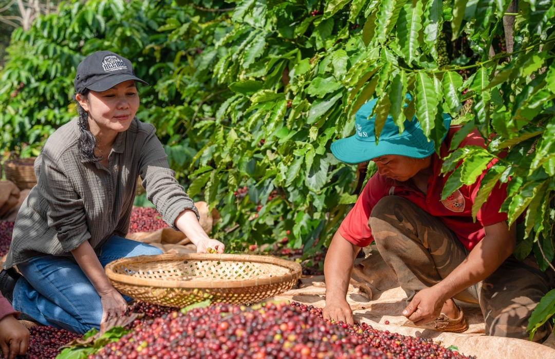 Giá cà phê hôm nay 28/3: Trong nước cao nhất 98.100 đồng/kg