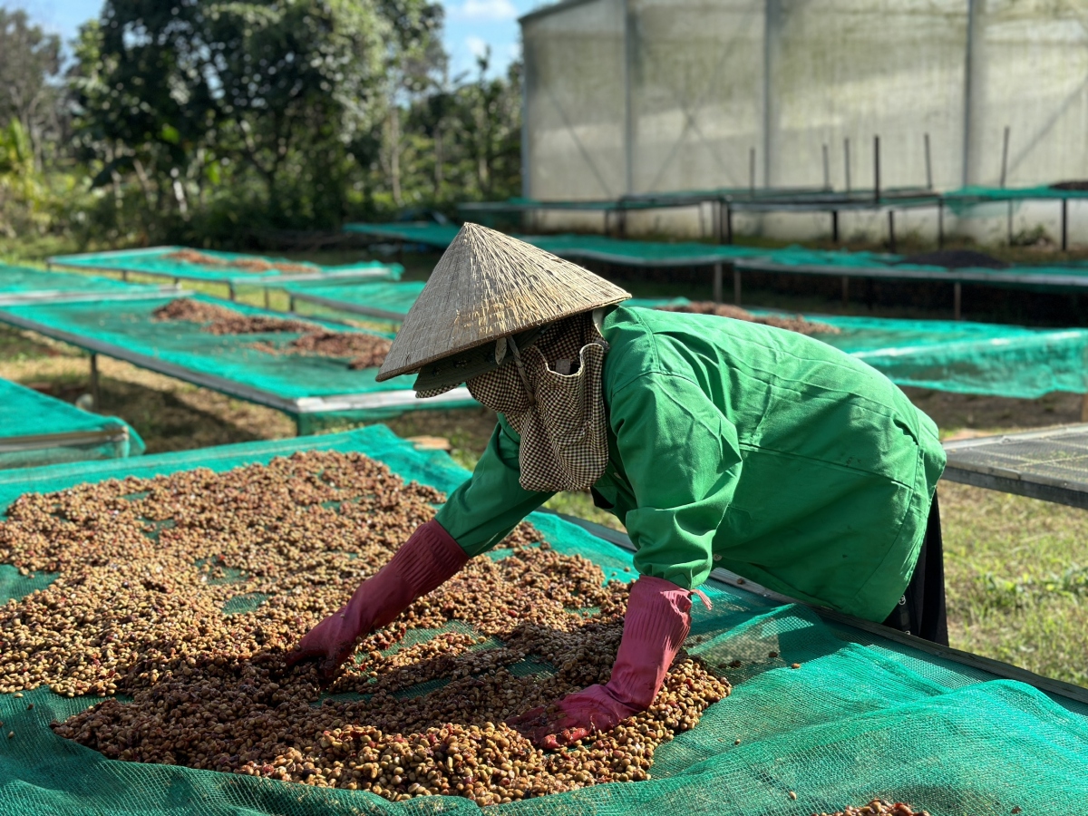 Giá cà phê ở Tây Nguyên vượt mốc 95.000/kg