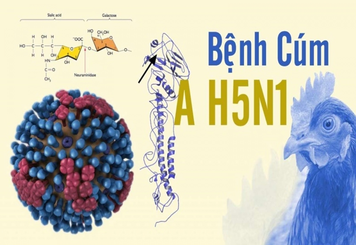 Cúm A H5N1: Những điều cần biết