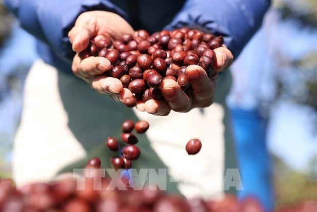 brand positioning helps buon ma thuot become global coffee hub picture 1