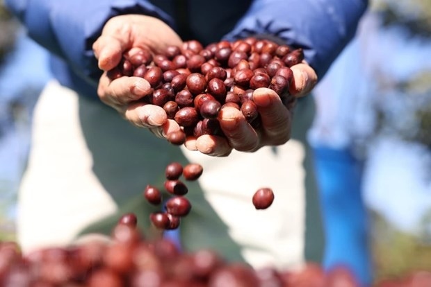 domestic coffee prices at record high picture 1
