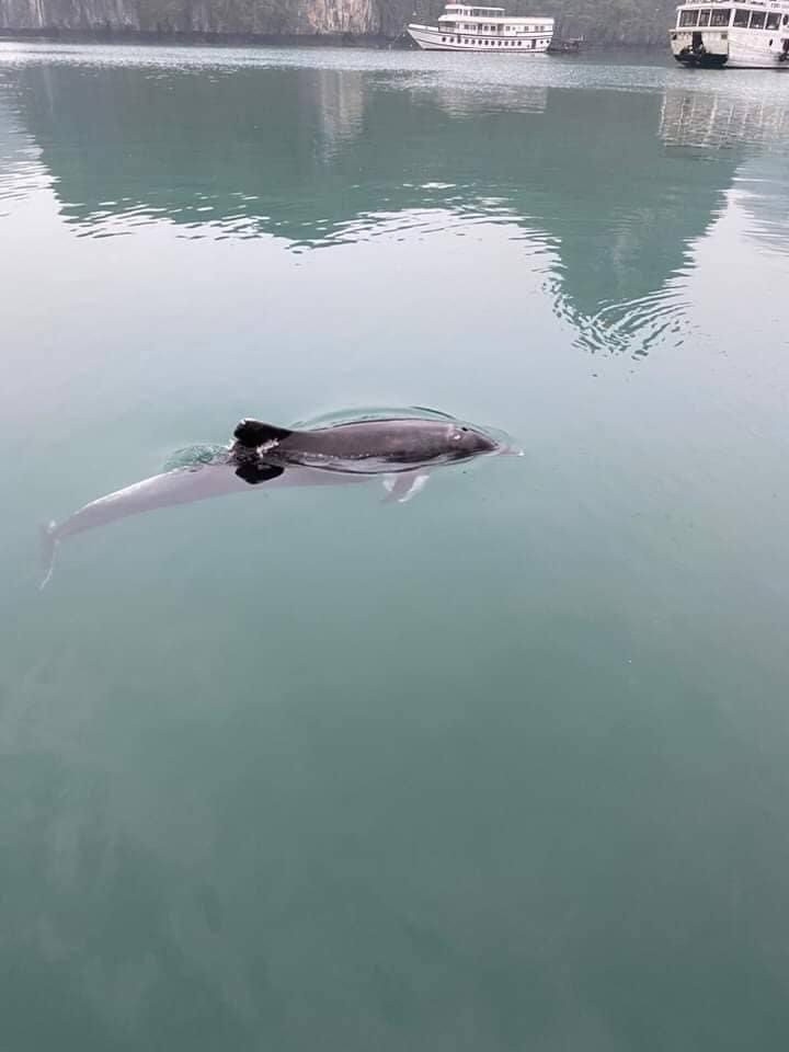 dolphin spotted in ha long bay picture 1