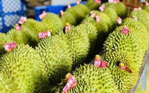 durian emerging as golden fruit among vietnam s exports picture 1