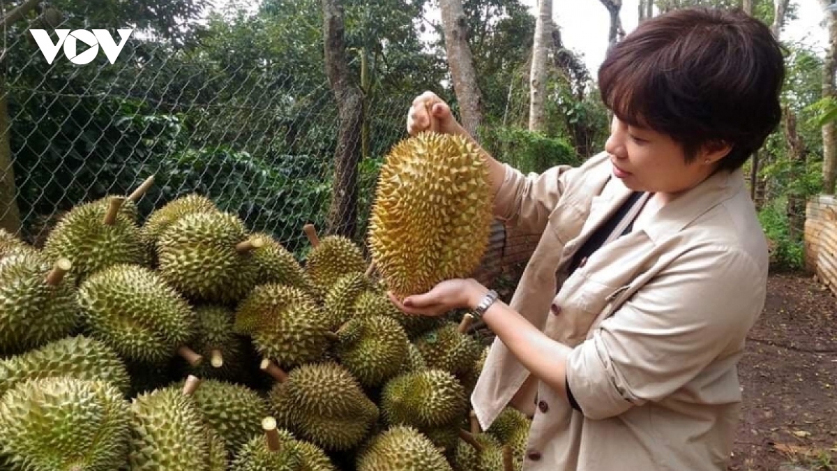 china approves 27 more durian growing area codes for export picture 1