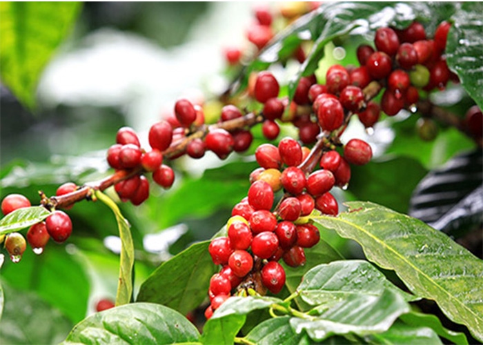 Giá cà phê hôm nay 16/6: Giá cà phê Robusta và Arabica tiếp tục giảm