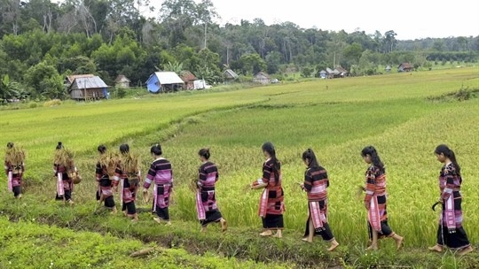 Dac sac le hoi an com lua moi cua nguoi bana kriem hinh anh 1