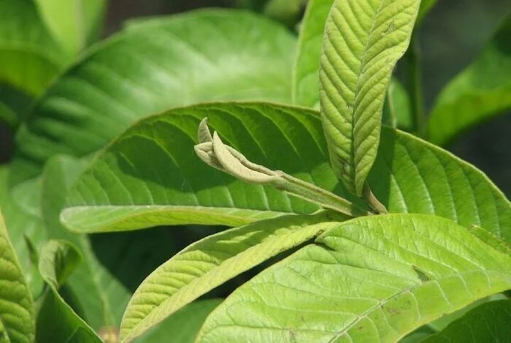 loai la nhieu nguoi bo di nhung co tac dung chua benh bat ngo hinh anh 2