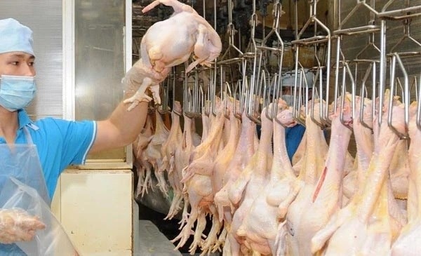 vietnam to export chicken meat to islamic countries picture 1