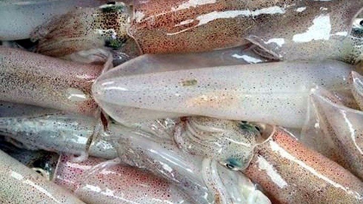 rok emerges as largest importer of vietnamese squid and octopus picture 1