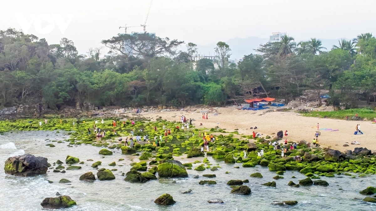 discovering pristine beauty of nam o coral reef in da nang picture 1