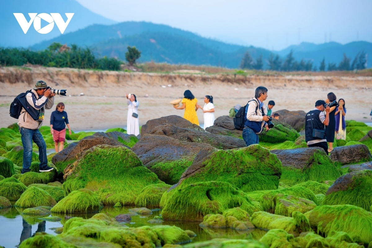 discovering pristine beauty of nam o coral reef in da nang picture 4