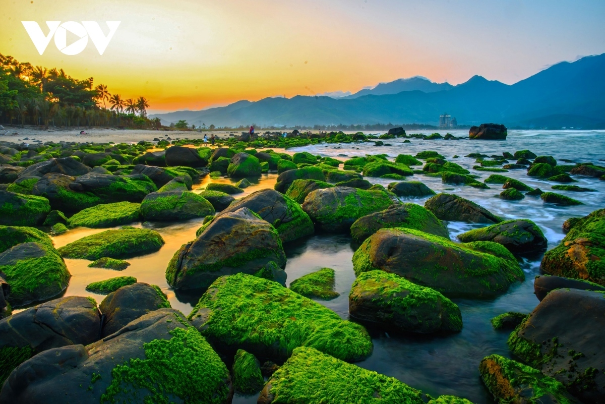 discovering pristine beauty of nam o coral reef in da nang picture 8