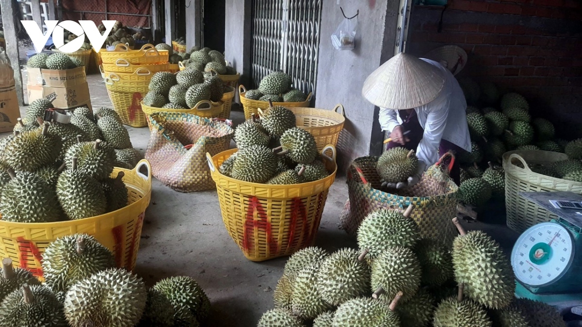 vietnam strictly monitors durian shipments to china picture 1