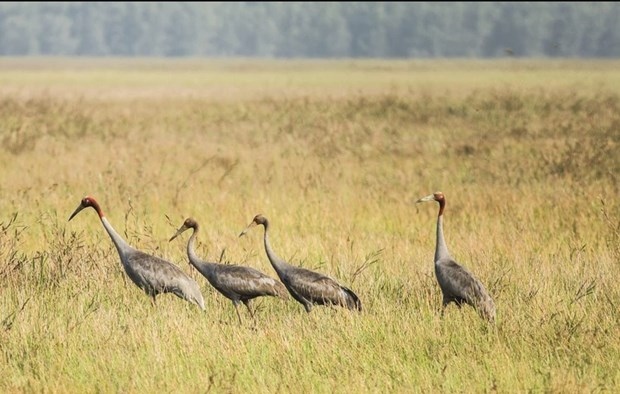 red-crowned cranes return to tram chim national forest picture 1