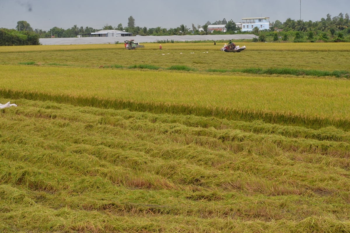 Vụ lúa đông xuân ở vùng ĐBSCL được mùa, người dân có lãi
