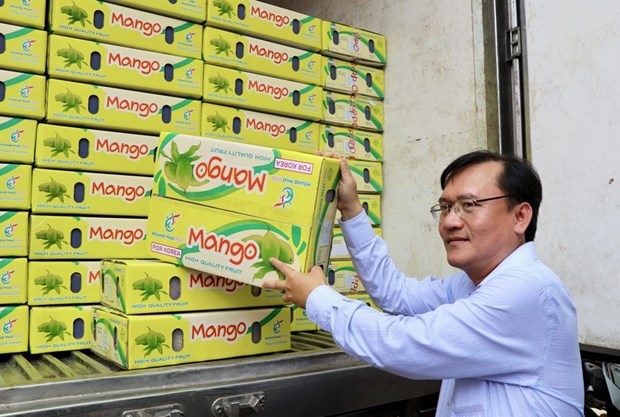 an giang province exports first batch of acacia mangoes to rok picture 1