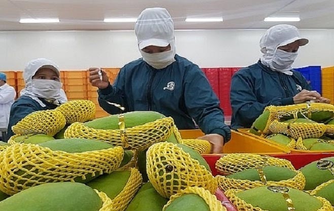 vietnam is 13th largest supplier of mangoes to us picture 1
