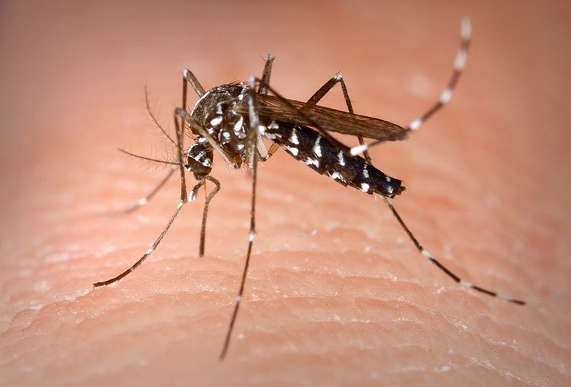vietnam eliminates malaria in 46 provinces, cities picture 1