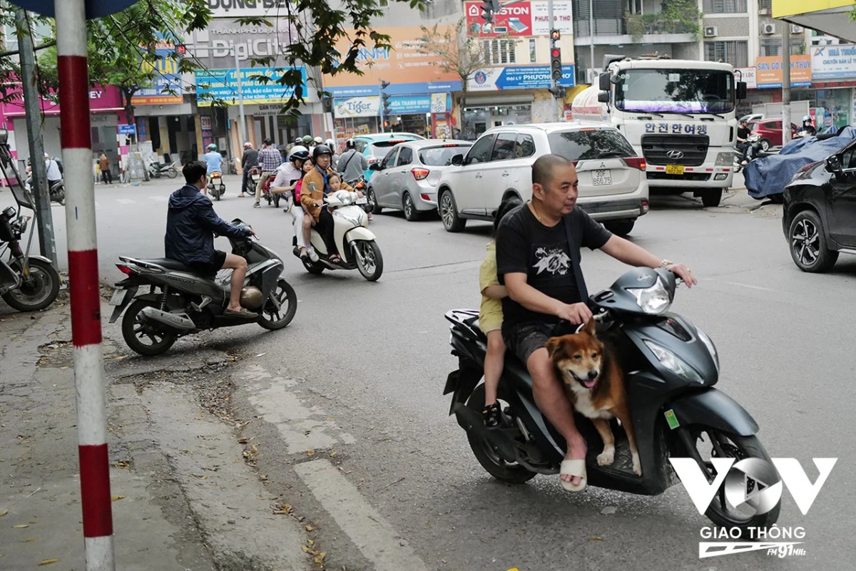  cay lon tuoi khong chiu doi mu bao hiem hinh anh 19