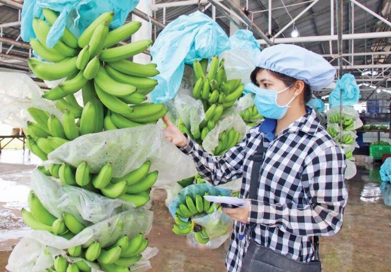 vietnam becomes largest banana exporter to chinese market picture 1