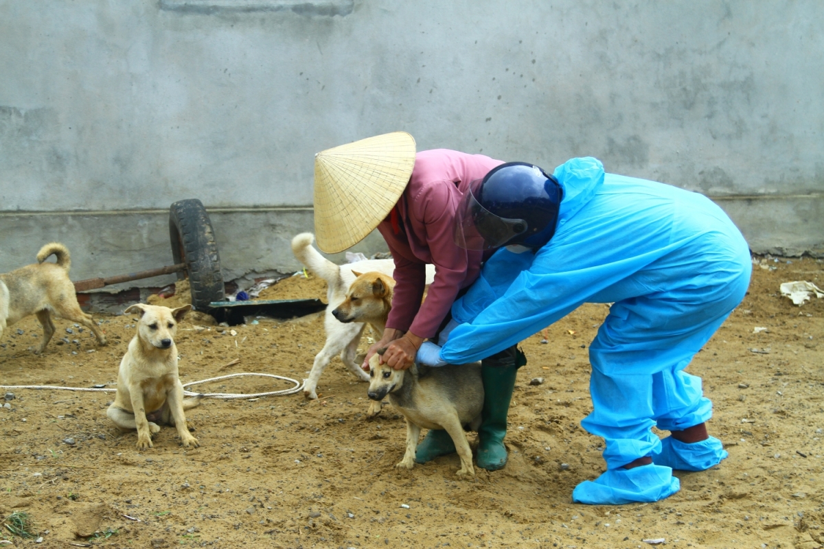 Thủ tướng yêu cầu Quảng Bình kiểm điểm trách nhiệm trong phòng, chống bệnh dại