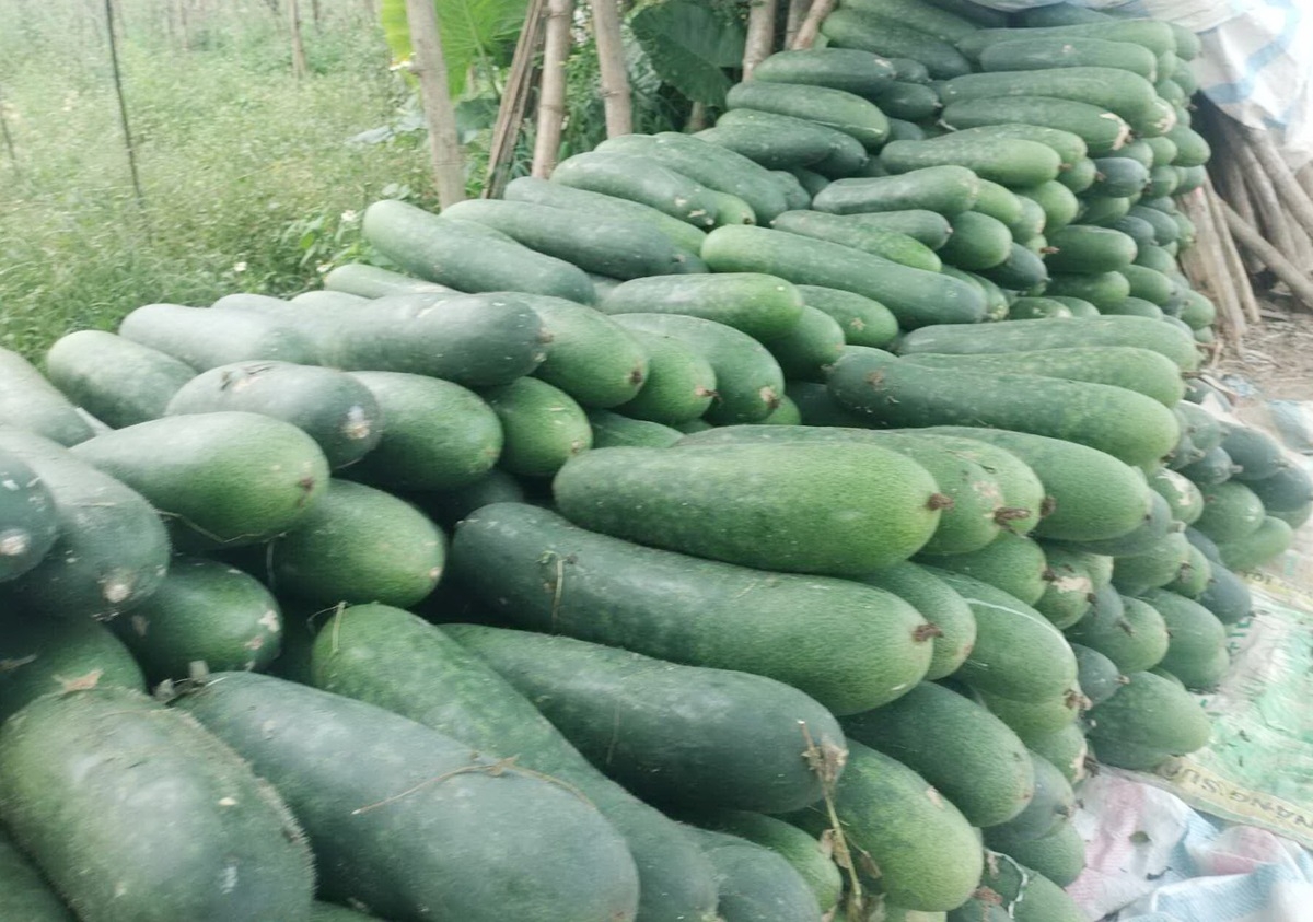 Bí đao xanh, rau đậu rớt giá, nông dân Quảng Nam thua lỗ