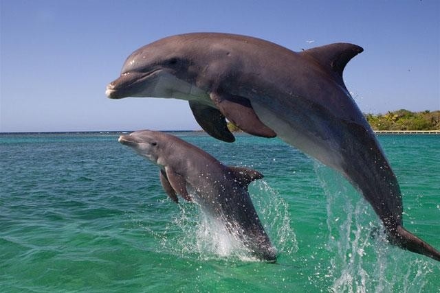 Over 100 dolphins spotted off coast of central Vietnam