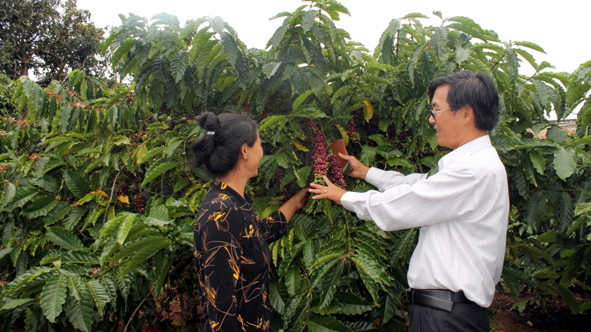 Giá cà phê hôm nay 11//11: Cà phê trong nước giá thu mua trung bình 107.100 đồng