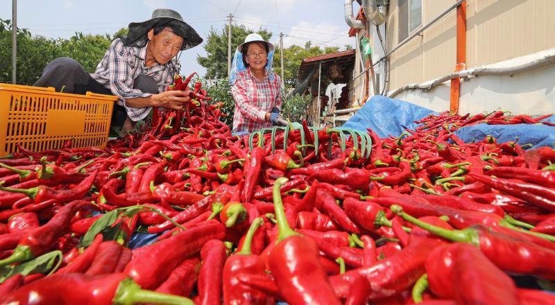 vietnamese chili exports to china sees upsurge in march picture 1