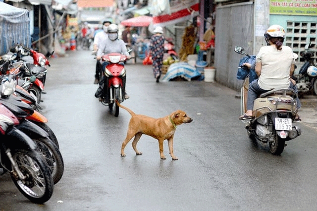 Hiểm họa chó, mèo thả rong tại các khu dân cư