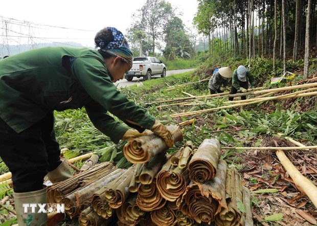 vietnam strives to remain world s biggest cinnamon exporter picture 1