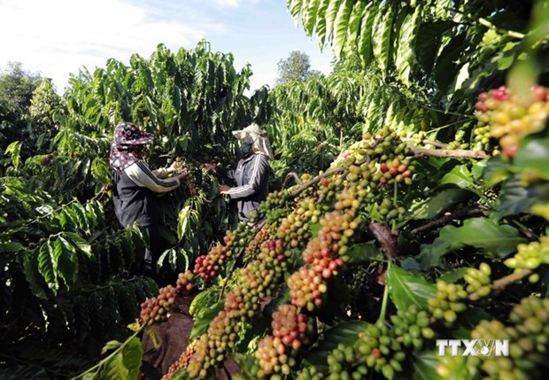 measures sought for coffee firms to adapt to eu deforestation regulations picture 1