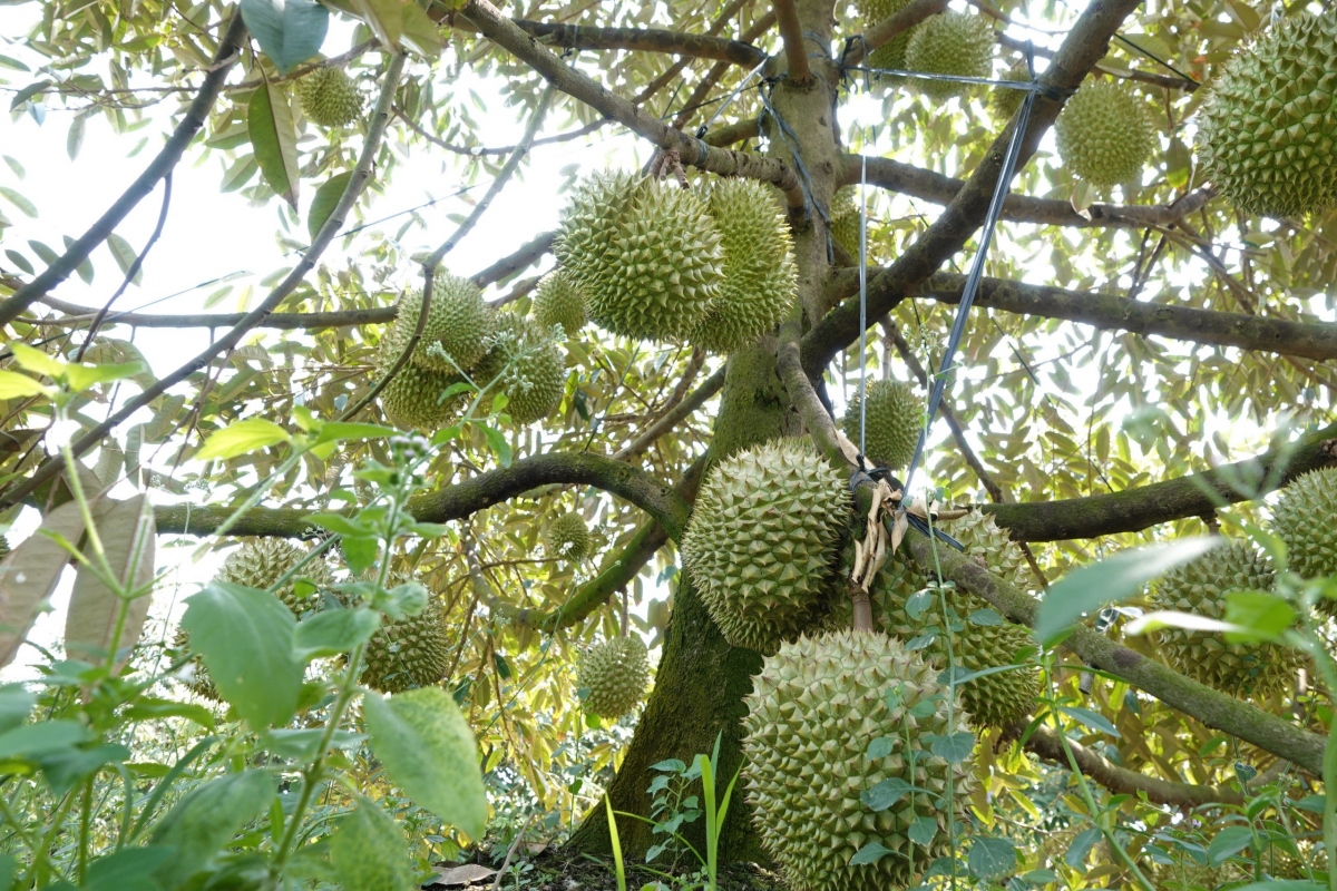Nông dân cần cẩn trọng trong việc mua bán sầu riêng non