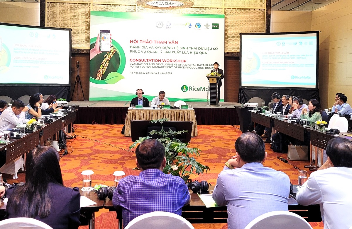 Nâng cao hiệu quả chỉ đạo, điều hành chuỗi sản xuất lúa gạo