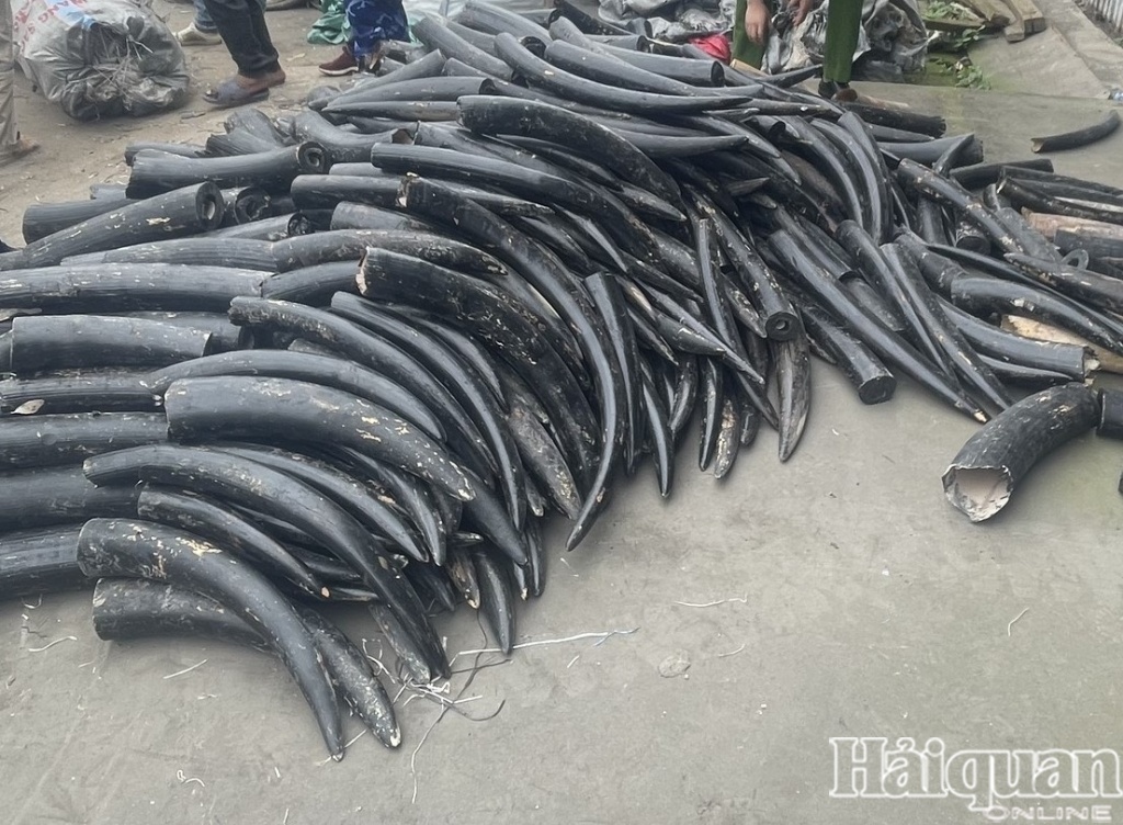 hai phong seizes 1.6 tonnes of ivory smuggled from africa picture 1