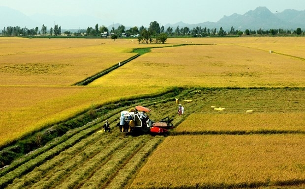 PPP important to high-quality, low-carbon rice production: Confab