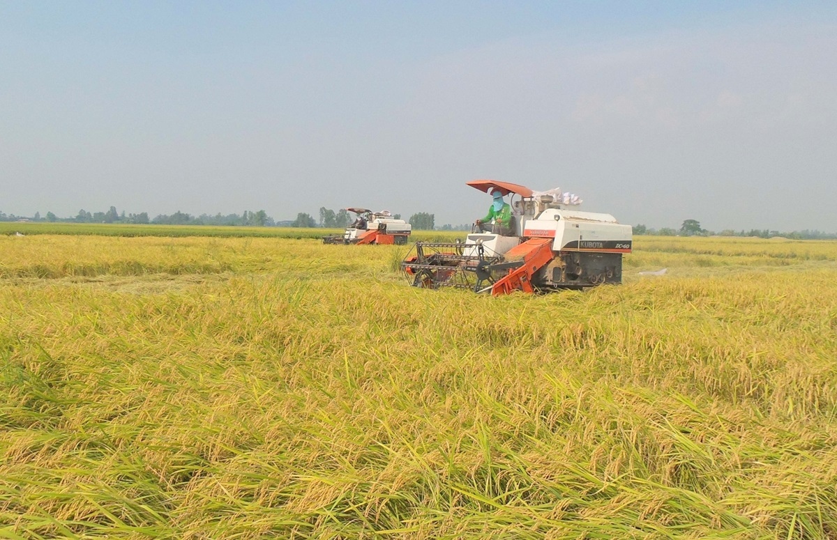 Phác họa “bức tranh” lúa gạo ở ĐBSCL qua đề án 1 triệu ha