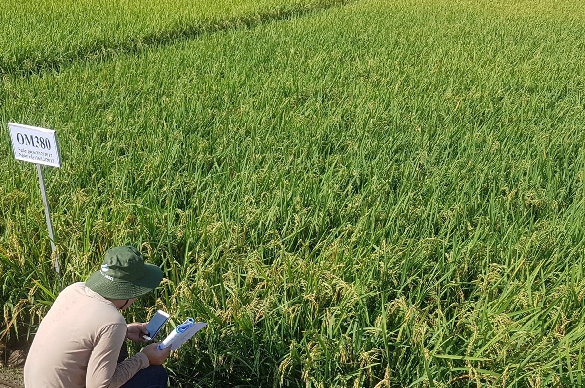 Hợp tác công tư trong đề án 1 triệu hecta lúa chất lượng cao vùng ĐBSCL