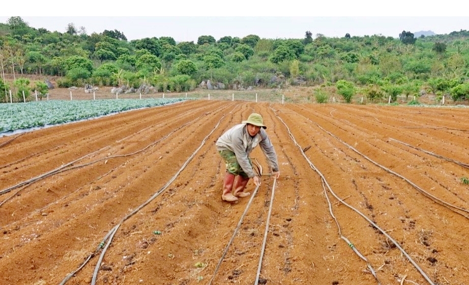 Hơn 1.300 ha lúa và hoa màu ở Sơn La bị ảnh hưởng do nắng hạn